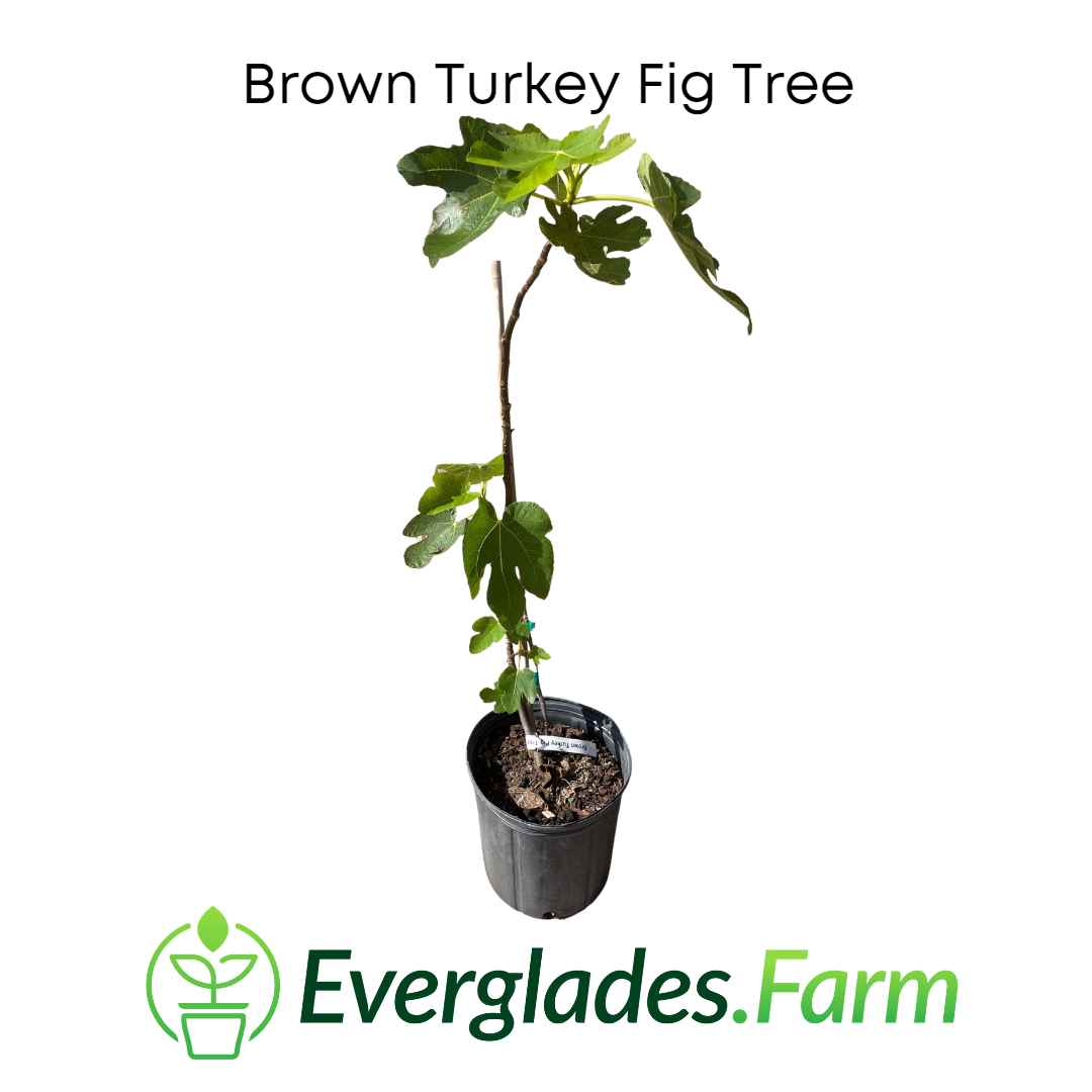 Brown Turkey Fig Tree for Sale from Florida