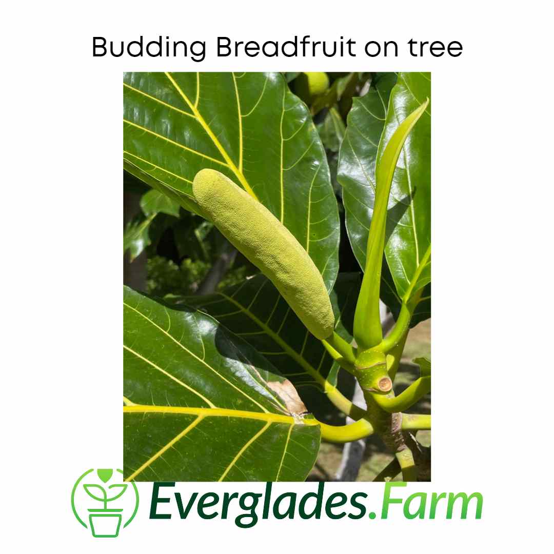 Breadfruit Tree, Air Layered