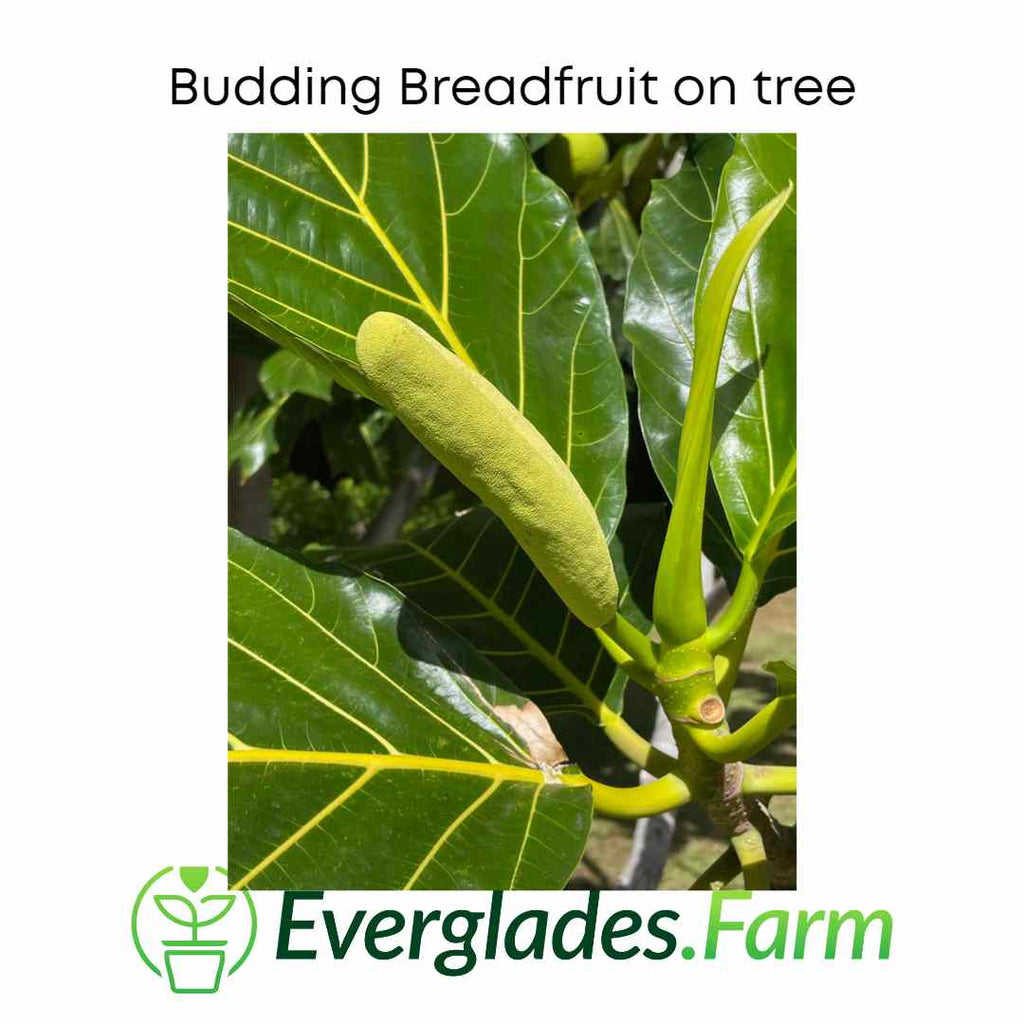 Breadfruit Tree, Air Layered 115-Orlando Nursery 