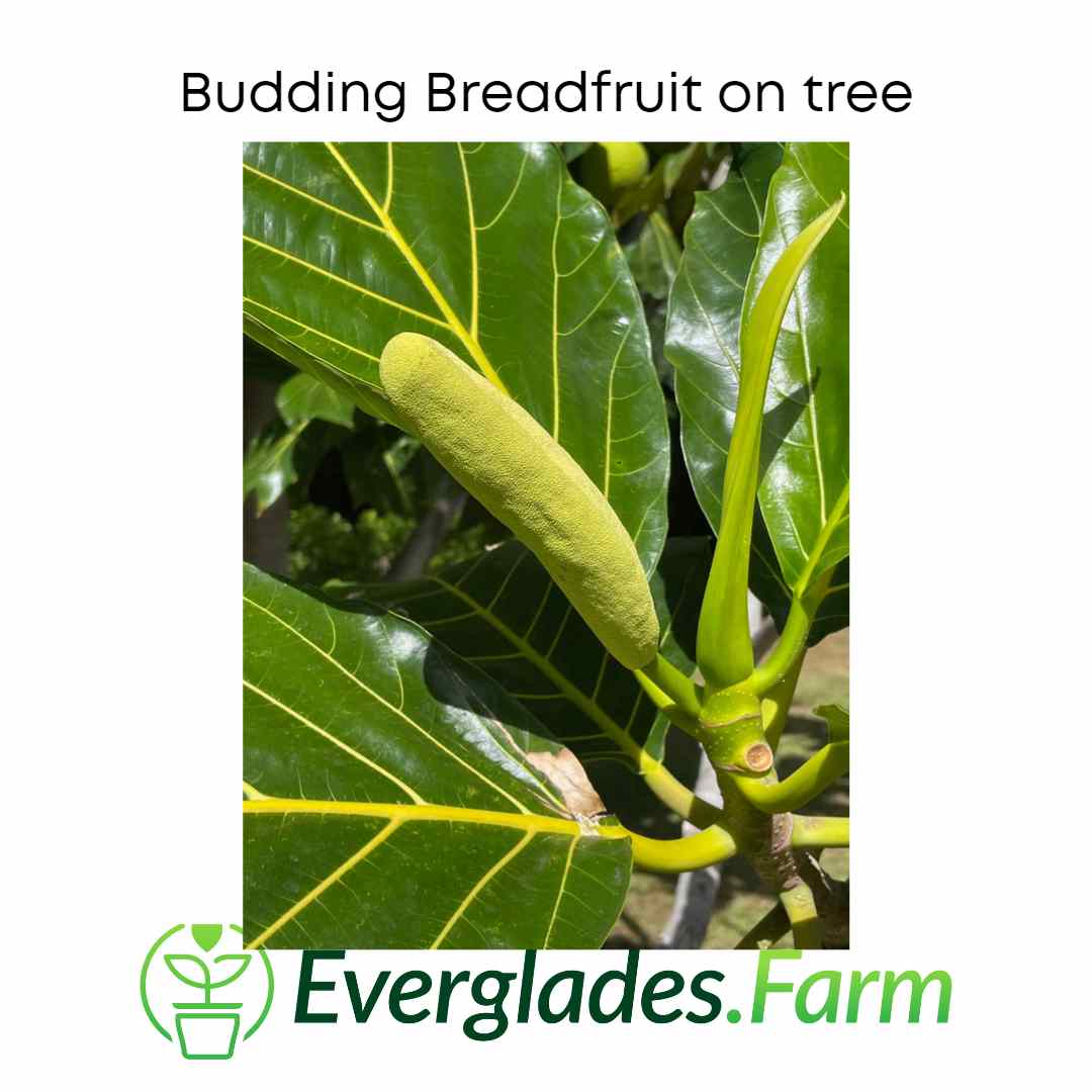 Breadfruit Tree, Air Layered 115-Orlando Nursery 