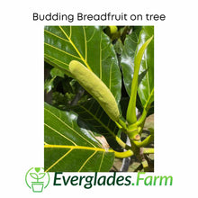 Load image into Gallery viewer, Breadfruit Tree, Air Layered
