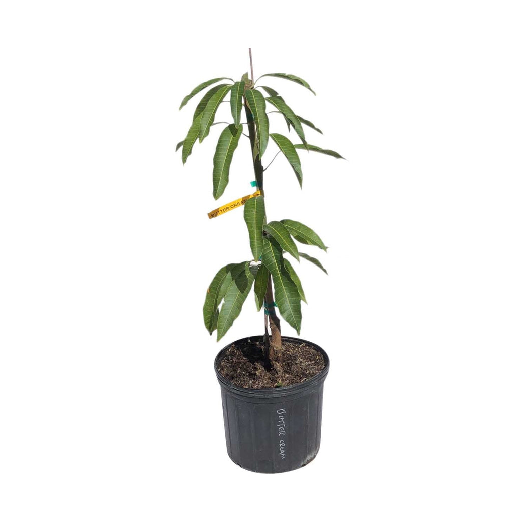 Butter Cream Mango Tree, Grafted, 3 Gal Container from Florida