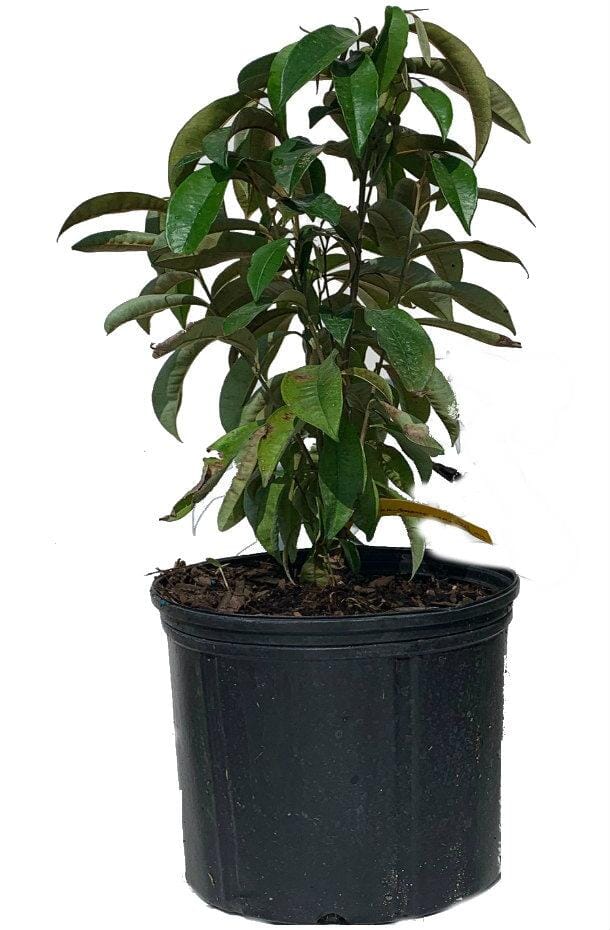Star Apple Purple Caimito Morado Tree from Seedling Fruit Trees 100-Carlos Tropical Fruits