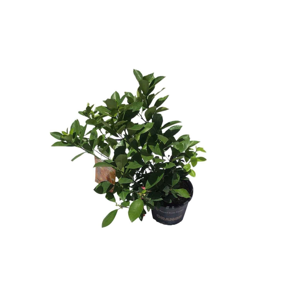 Calamondin Tangerine Orange Tree Fruit Trees 113-Brite Leaf Citrus Nursery