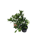 Calamondin Tangerine Orange Tree Fruit Trees 113-Brite Leaf Citrus Nursery