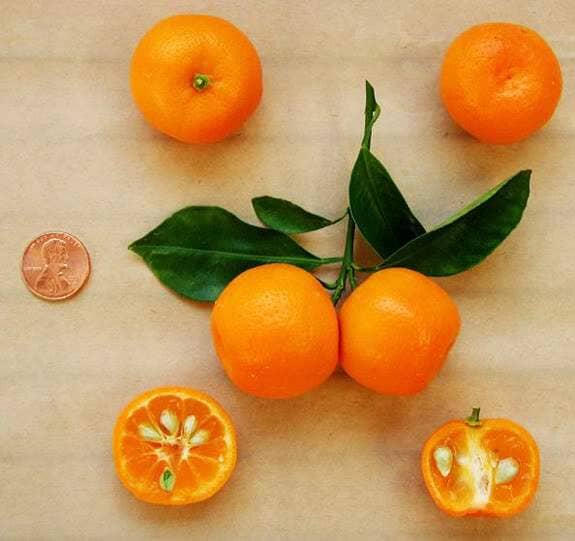 Calamondin Tangerine Orange Tree Fruit Trees 113-Brite Leaf Citrus Nursery