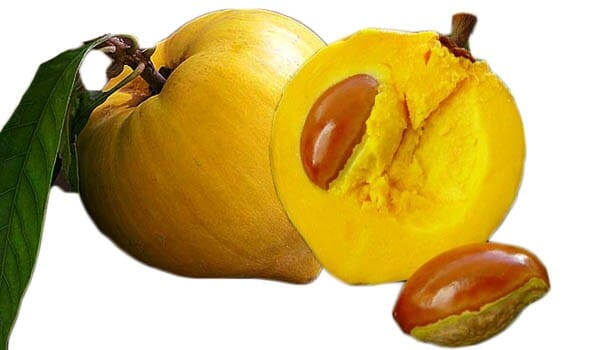 Trompo Canistel Sapote [Egg-Fruit] Tree 100-Carlos Tropical Fruits