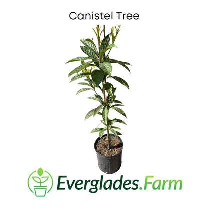 Canistel Tree for Sale from Florida