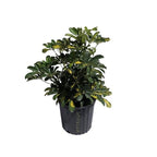 Gold Capella Variegated Schefflera Fruit Trees 115-Orlando Nursery
