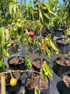 Strawberry Tree, Jamaica Cherry Capulina Tree Fruit Trees 100-Carlos Tropical Fruits 