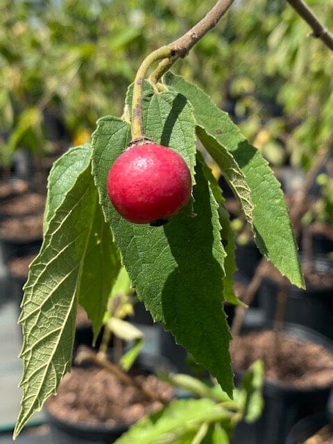 Strawberry Tree, Jamaica Cherry Capulina Tree Fruit Trees 100-Carlos Tropical Fruits 