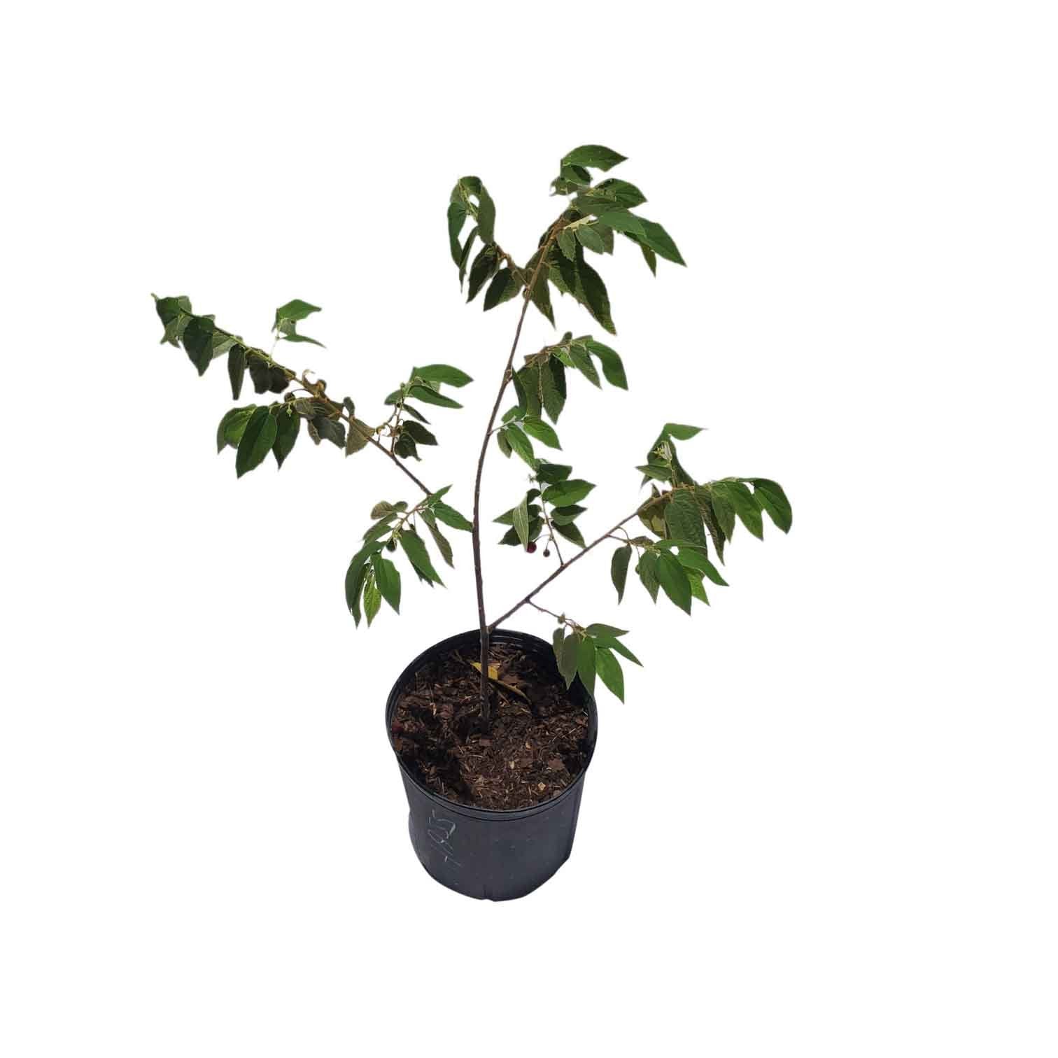 Capulin Cherry Capuli Tropic Cherry Tree, 3 Gal Container from Florida