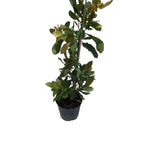 Cashew Tree, Pink Fruit Fruit Trees 103-Pine Island Nursery 