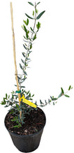Load image into Gallery viewer, Chemlali Olive Tree, Tree of Peace, Olea Europea, Live Plant
