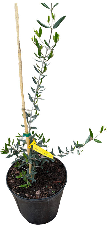 Chemlali Olive Tree, Tree of Peace, Olea Europea, Live Plant