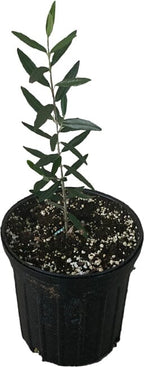 Chemlali Olive Tree 118-Agri-Starts Inc
