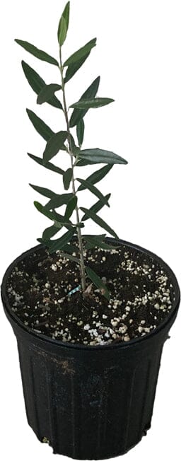 Chemlali Olive Tree 118-Agri-Starts Inc