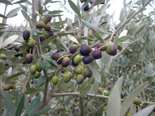 Load image into Gallery viewer, Chemlali Olive Tree, Tree of Peace, Olea Europea, Live Plant
