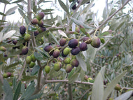 Chemlali Olive Tree, Tree of Peace, Olea Europea, Live Plant