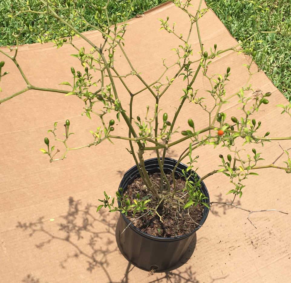 Chiltepin Chili Pepper Plant 2 feet tall, 3-gal Container from Florida
