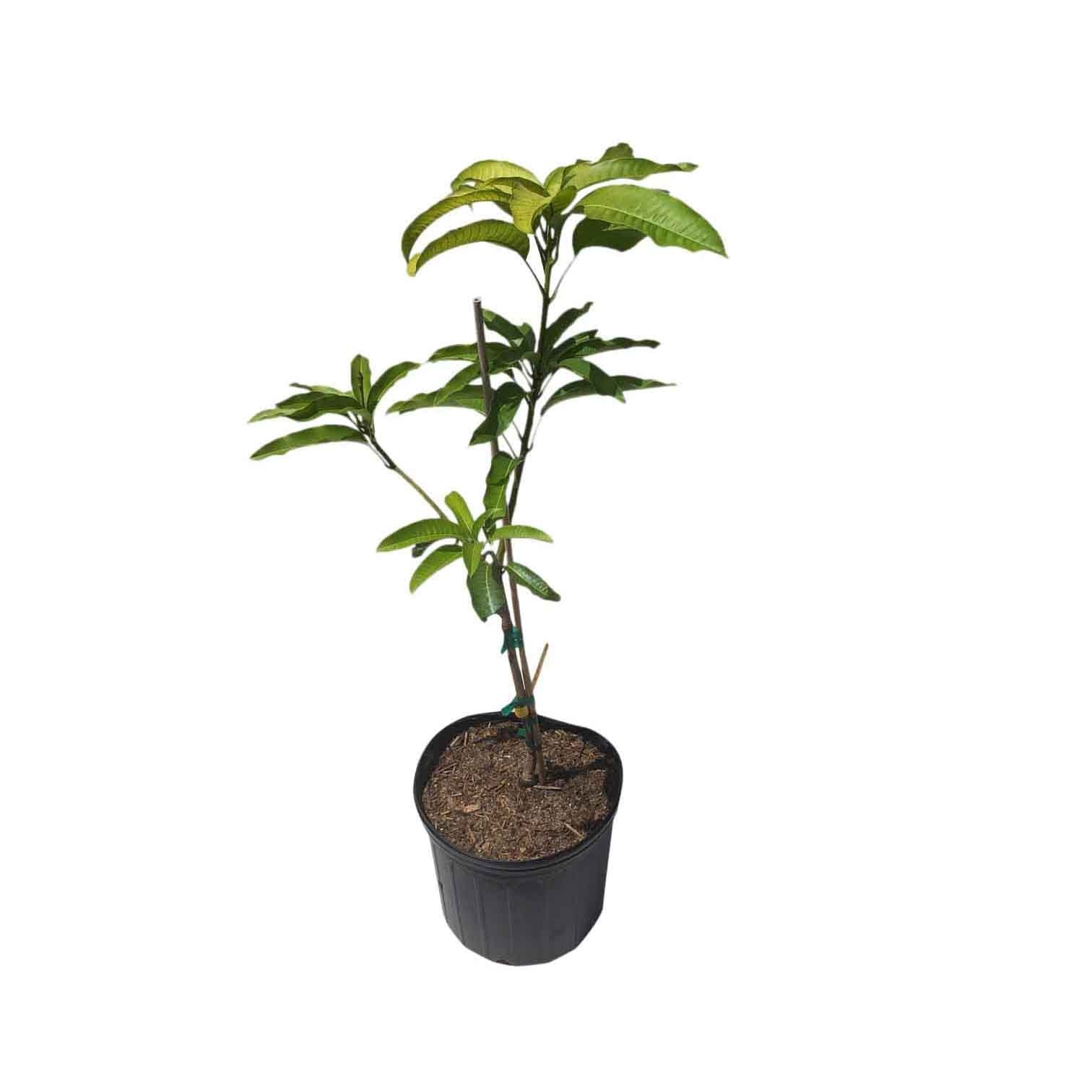 Choc Anon Mango Tree, Grafted, 3-Gal Container from Florida