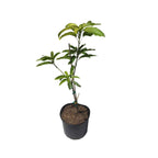 Choc Anon Mango / Miracle Mango Tree, Grafted Fruit Trees 100-Carlos Tropical Fruits 
