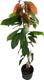Trinitario Cacao Medium Red Chocolate Tree Orange 103-Pine Island Nursery 2-3 feet & 3-gal