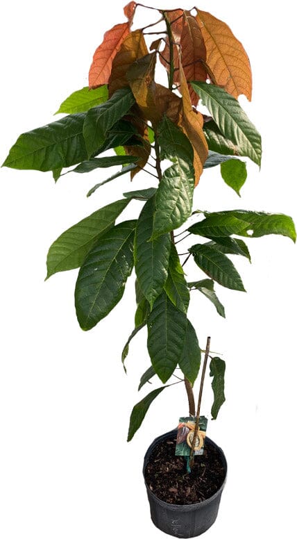 Trinitario Cacao Medium Red Chocolate Tree Orange 103-Pine Island Nursery 2-3 feet & 3-gal