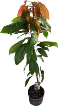 Load image into Gallery viewer, Chocolate Tree Red, Cocoa, Theobroma, Cacao, 2-3 feet tall, Container from Florida
