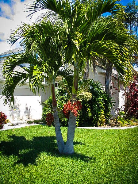Christmas Palm Tree Fruit Trees 115-Orlando Nursery
