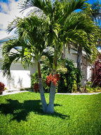 Christmas Palm Tree Fruit Trees 115-Orlando Nursery
