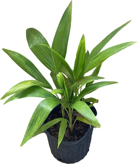 Christmas Palm Tree Fruit Trees 115-Orlando Nursery