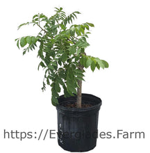 Load image into Gallery viewer, Ciruela Verde, Jocote, Tree, 2 Feet Tall, 3-Gal Container from Florida
