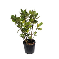 Clusia, Live Plant, 2 Feet Tall, 3 Gal Container from Florida