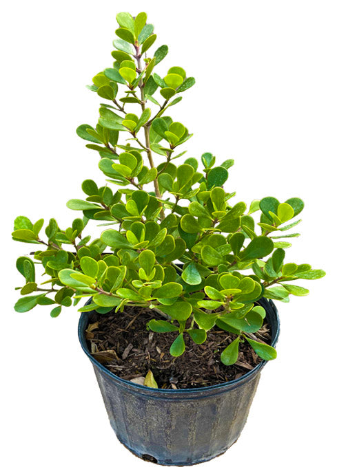 Clusia Rosea Nana, Dwarf Plant