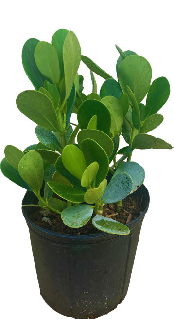 Clusia Rosea, Plant