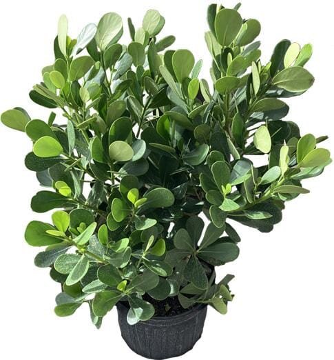 Clusia Rosea, Plant Ornamentals 115-Orlando Nursery 