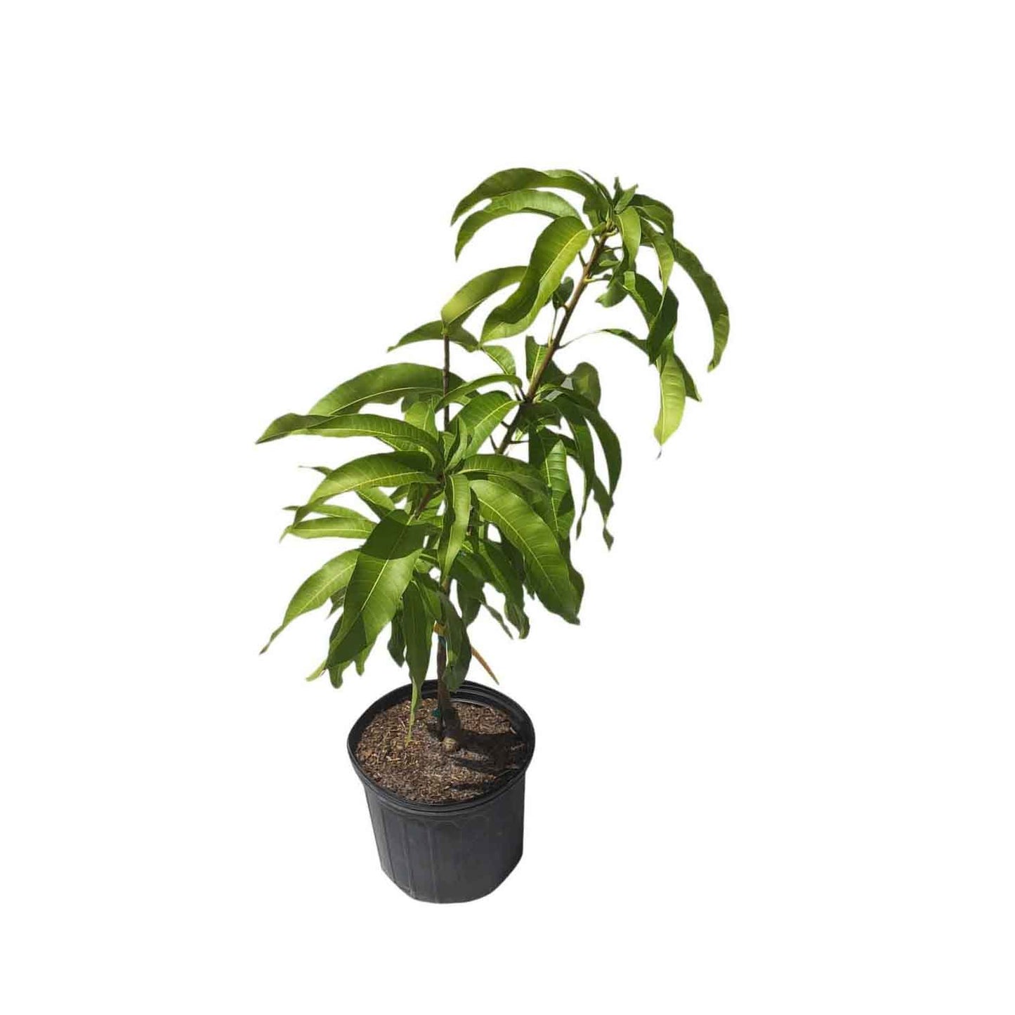 Coconut Cream Mango Tree, Grafted, 3-Gal Container from Florida