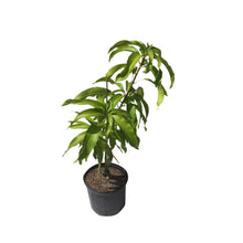 Load image into Gallery viewer, Coconut Cream Mango Tree, Grafted, 3-Gal Container from Florida

