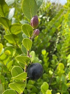 Cocoplum, Hicaco, Plant Fruit Trees 115-Orlando Nursery 