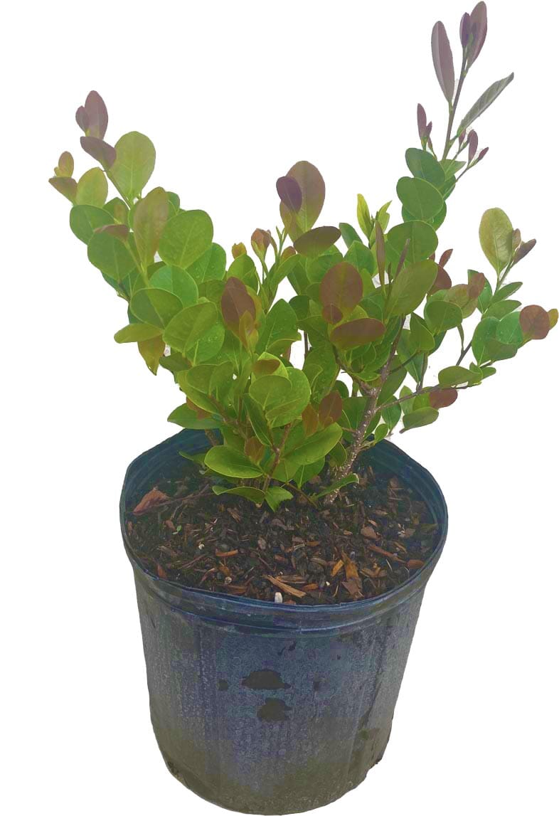 Cocoplum, Hicaco, Plant Fruit Trees 115-Orlando Nursery 