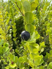 Cocoplum, Hicaco, Plant Fruit Trees 115-Orlando Nursery 
