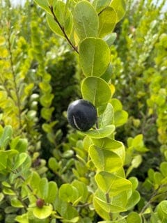 Cocoplum, Hicaco, Plant Fruit Trees 115-Orlando Nursery 