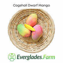 Load image into Gallery viewer, Cogshall Dwarf Mango Tree Grafted from Everglades Farm
