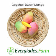 Cogshall Dwarf Mango Tree Grafted from Everglades Farm