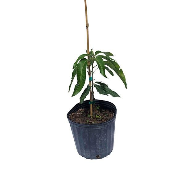 Cogshall Mango Tree Dwarf, Grafted, 2 Feet Tall, 3 Gal Container from Florida