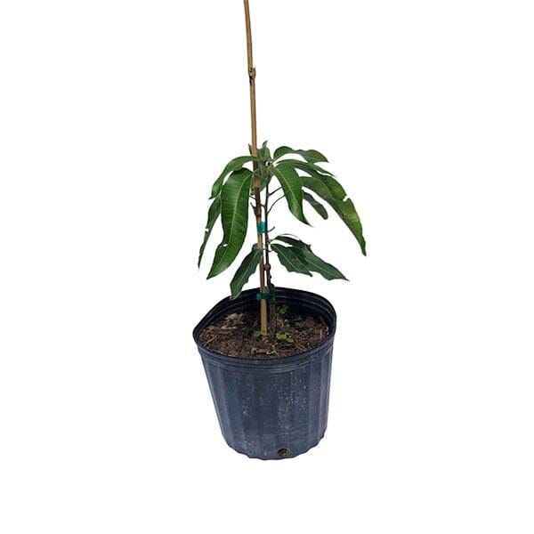 Fruit Cocktail Mango Tree Grafted Fruit Trees 102-Zill High Performance Plants