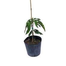 Load image into Gallery viewer, Cogshall Mango Tree Dwarf, Grafted, 2 Feet Tall, 3 Gal Container from Florida

