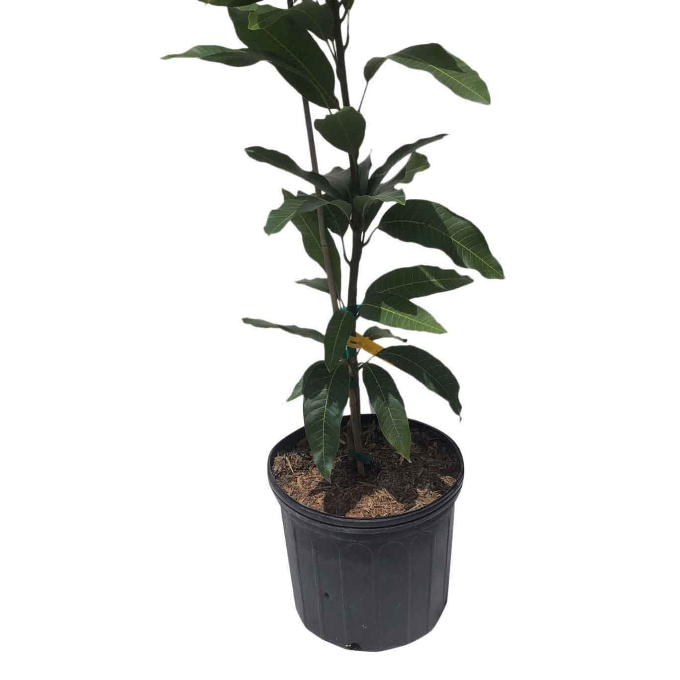 Cotton Candy Mango Tree, Grafted, 3-Gal Container from Florida