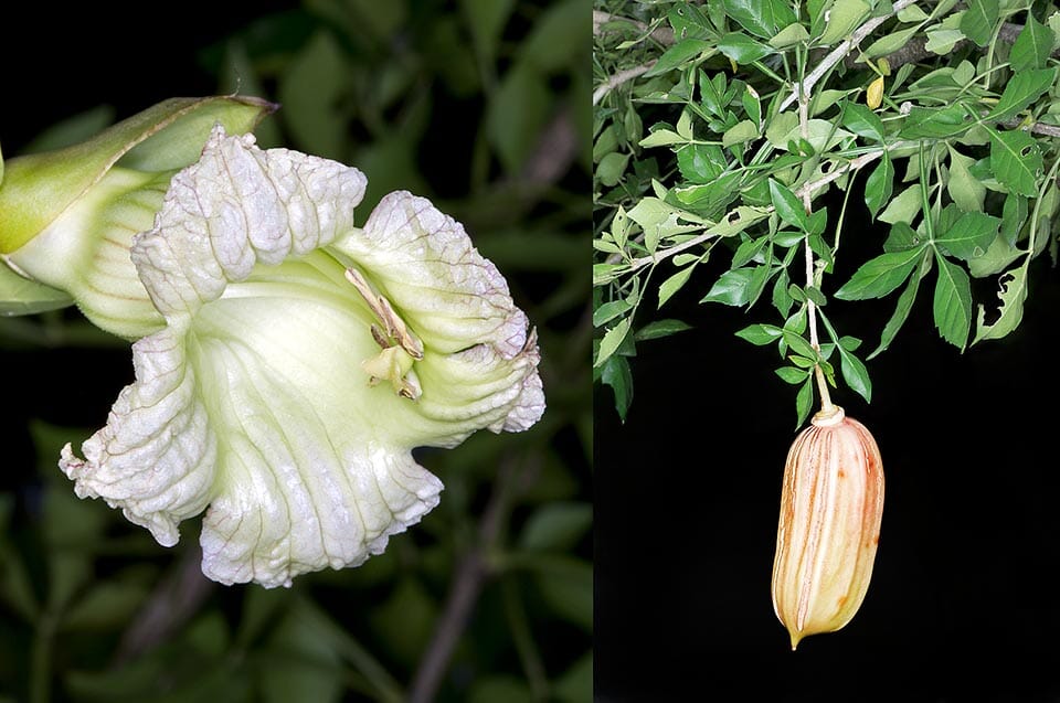 Cuajilote Parmentiera Aculeata Tree 100-Carlos Tropical Fruits